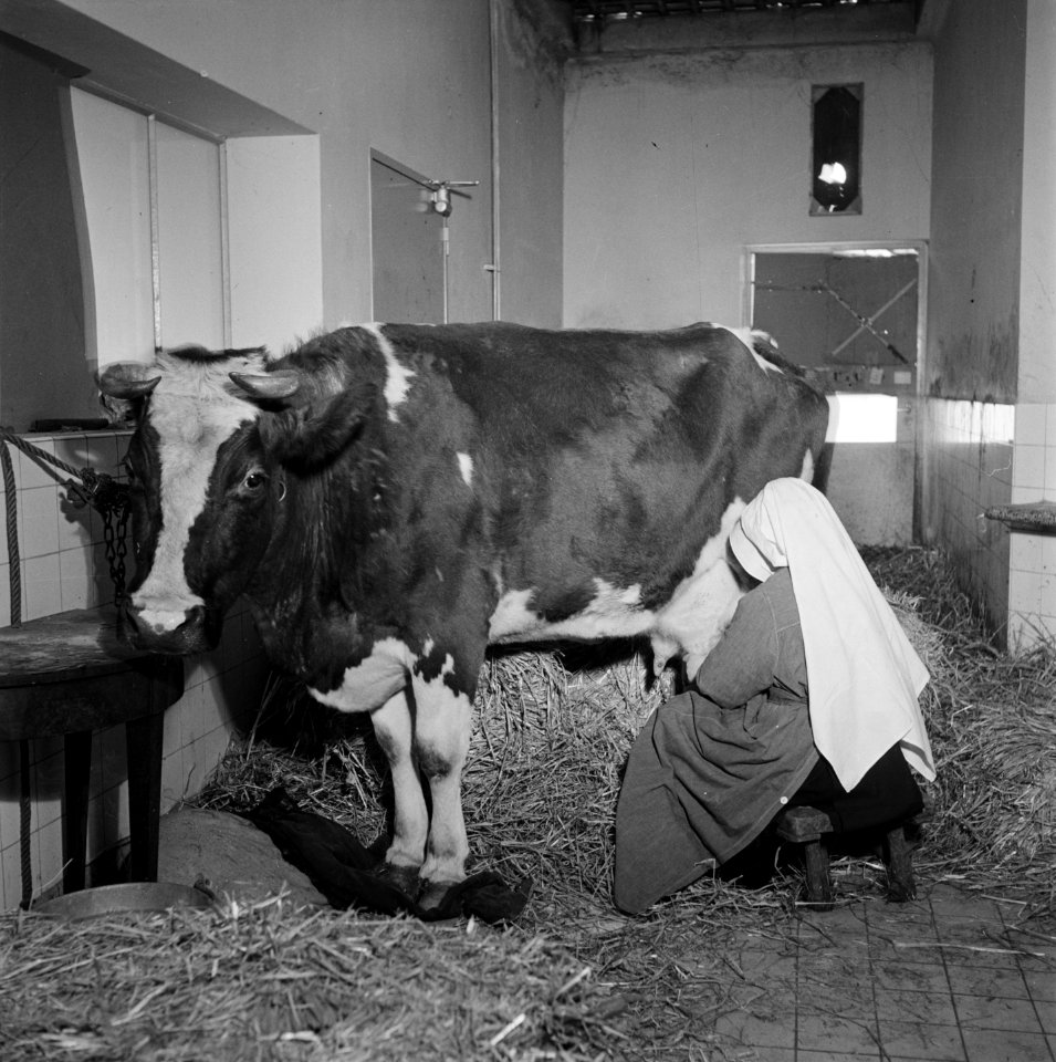 De werkzaamheden in het klooster gaan door in een geimproviseerde stal, Bestanddeelnr 900-2211