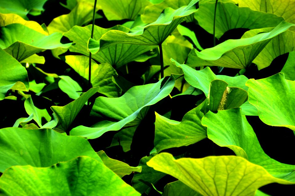 Green graphic background