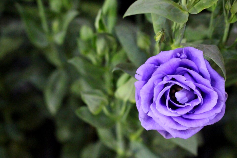 Flowers leaves blossoming