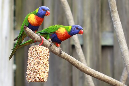 Beak bird blue photo