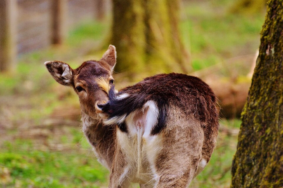 Nature red deer mammal