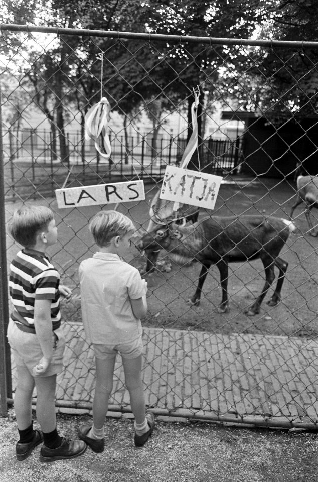 De rendieren Lars en Katja worden bewonderd door de kinderen, Bestanddeelnr 921-6795
