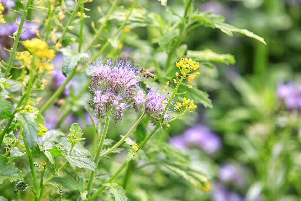 Bee pollen flower