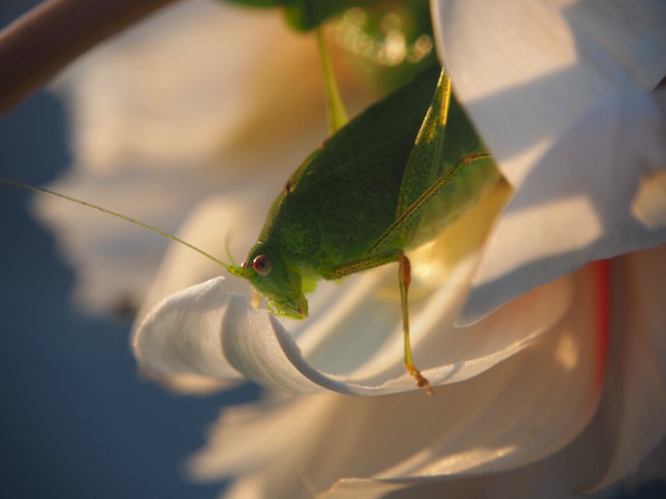 Nature close up creature