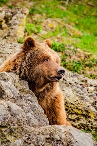 Fur zoo tiergarten photo