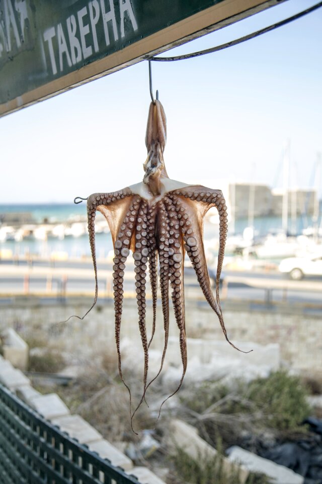 Ocean wildlife aquatic