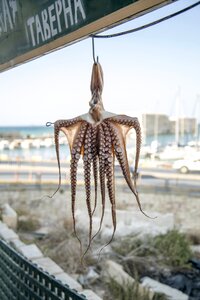 Ocean wildlife aquatic