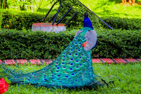 Peacock colorful ave