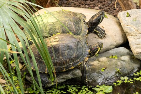 Reptile panzer tortoise shell photo