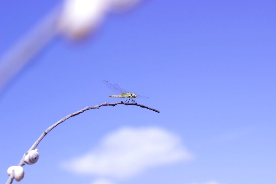 Animals wings leaf photo