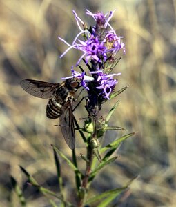 Pollinator pollination flower