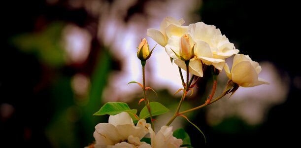 Yellow rose bud summer