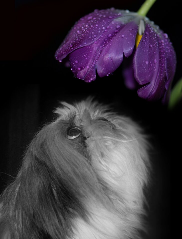 Dog tulip violet