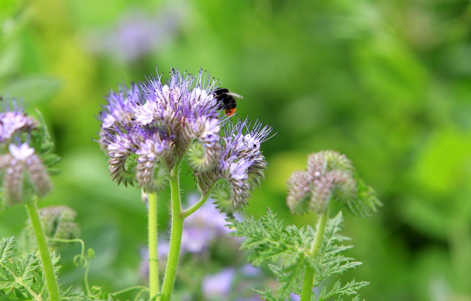 Bee pollen flower