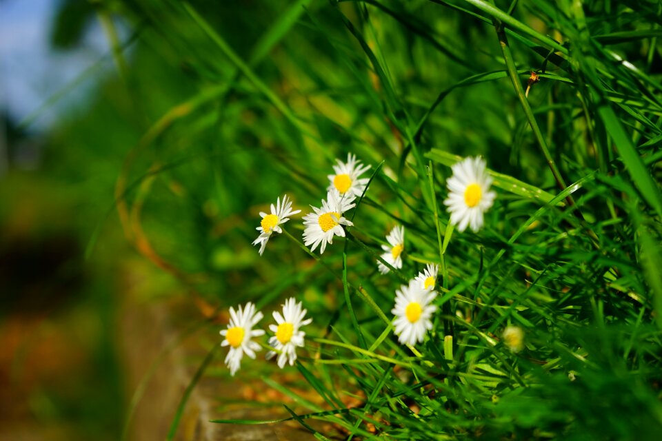 Multiannual daisy tausendschön monatsroeserl