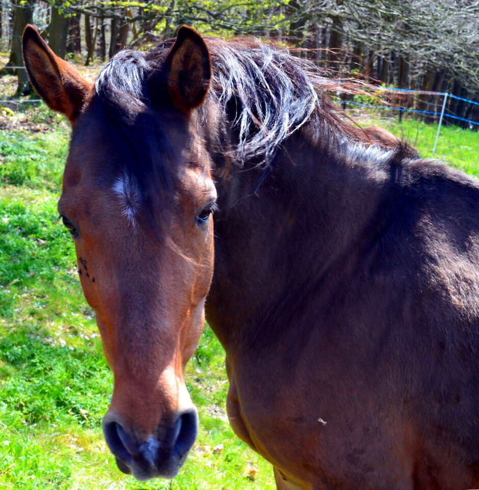 Mane graceful nature