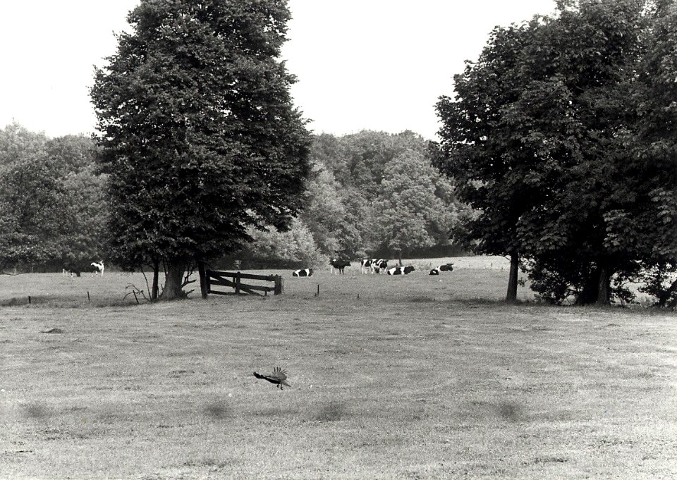 De weilanden nabij het Meer van Caprera, waaronder de restanten van het slot Aelbertsberg verborgen zouden liggen. Aangekocht van fotograaf C. de Boer. - Negatiefnummer 19487 k 5. - Gepublic, NL-HlmNHA 1478 25900 K 38