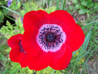 Wind flower red flower flower garden
