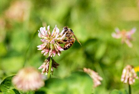 Nectar pollen flower photo