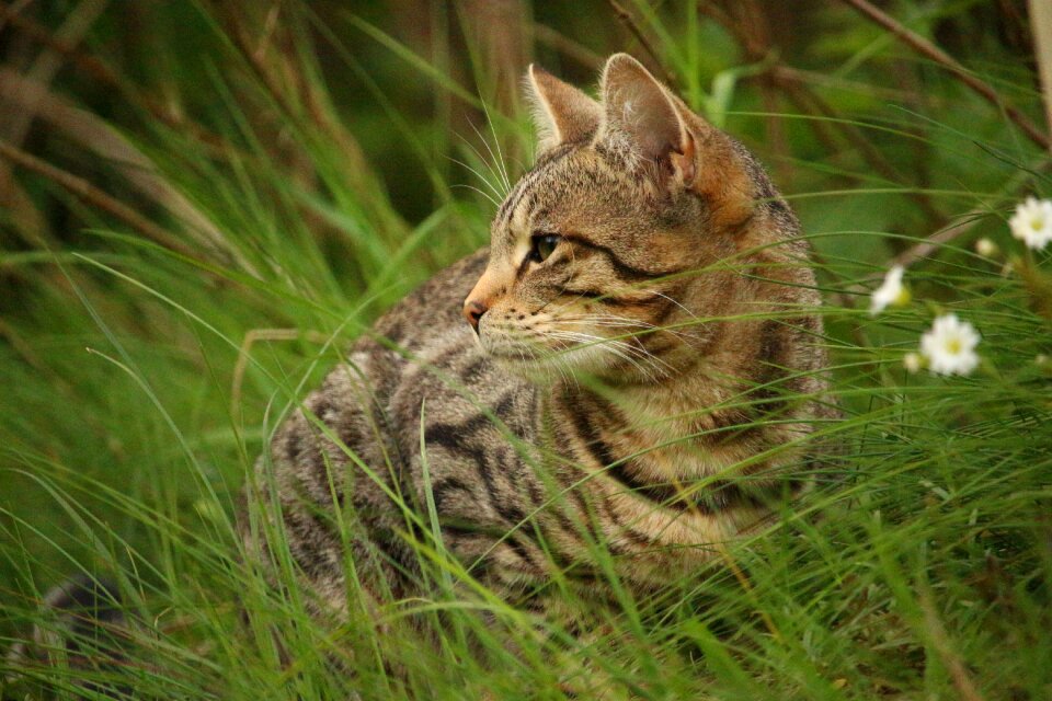 Tiger cat mackerel domestic cat