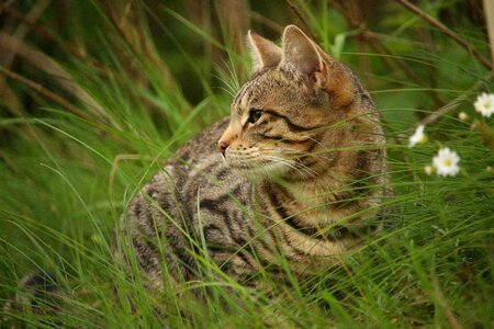 Tiger cat mackerel domestic cat photo