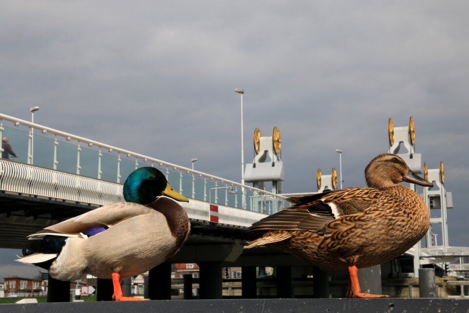 Water bird pair waterfowl photo