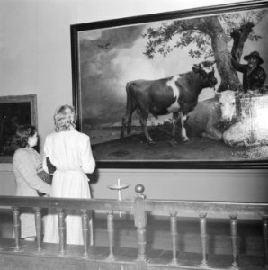 De Stier van Potter, die na de tentoonstelling zal terugkeren naar het Maurits, Bestanddeelnr 900-8732