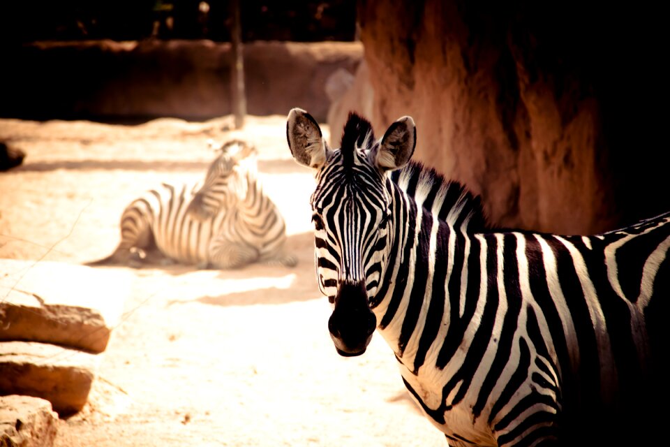 Nature africa animals