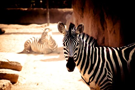 Nature africa animals