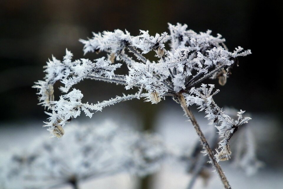 Crystals winter magic flower