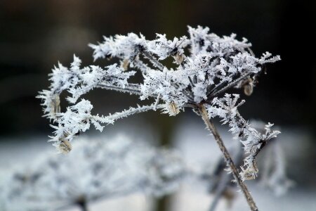 Crystals winter magic flower