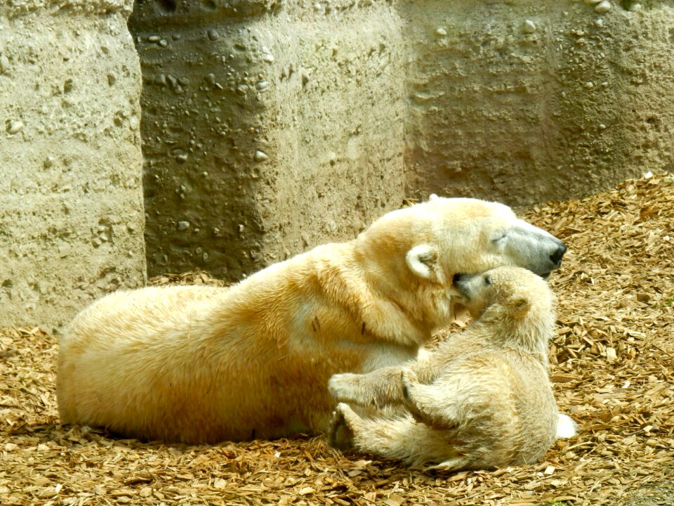 Young animal zoo tiergarten