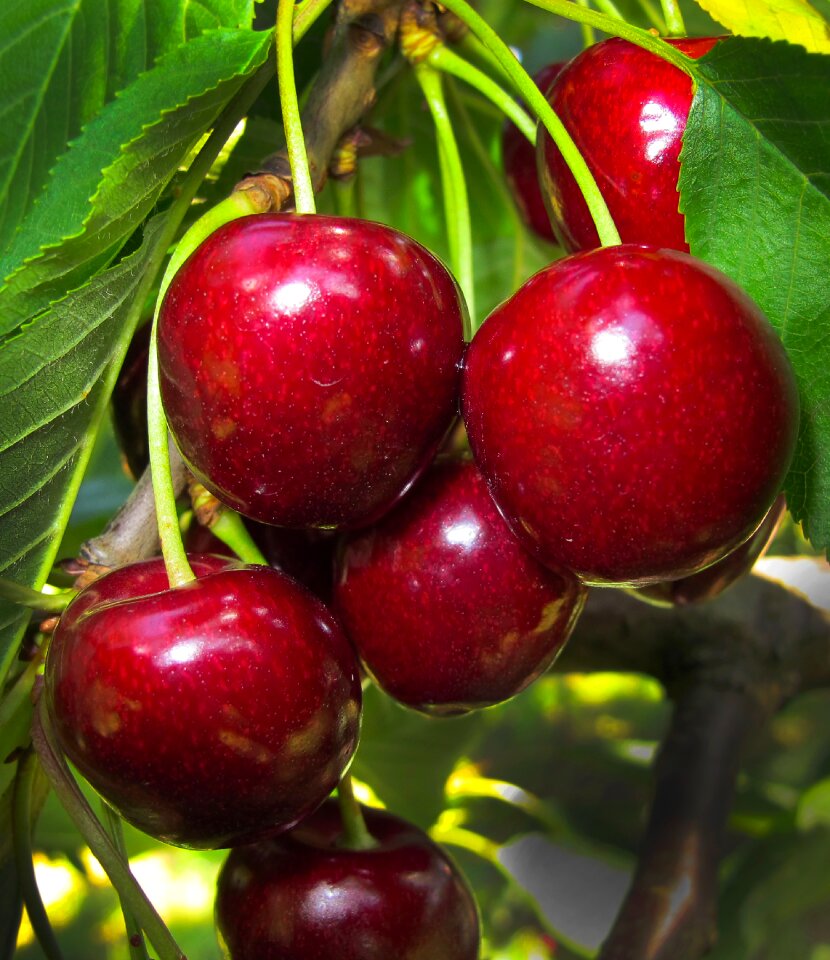 Cherry tree fruit stone fruit