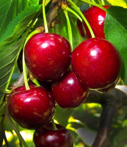 Cherry tree fruit stone fruit