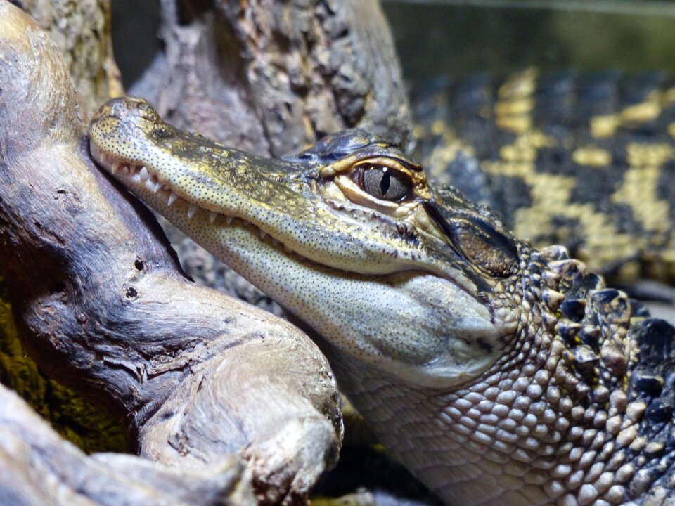 Animal wild wildlife