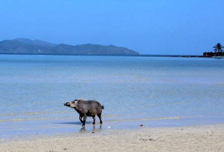 Pig blue beach sea photo