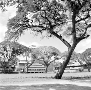 De suikerfabriek Mariënburg aan de Commewijnerivier in Suriname, Bestanddeelnr 252-2629