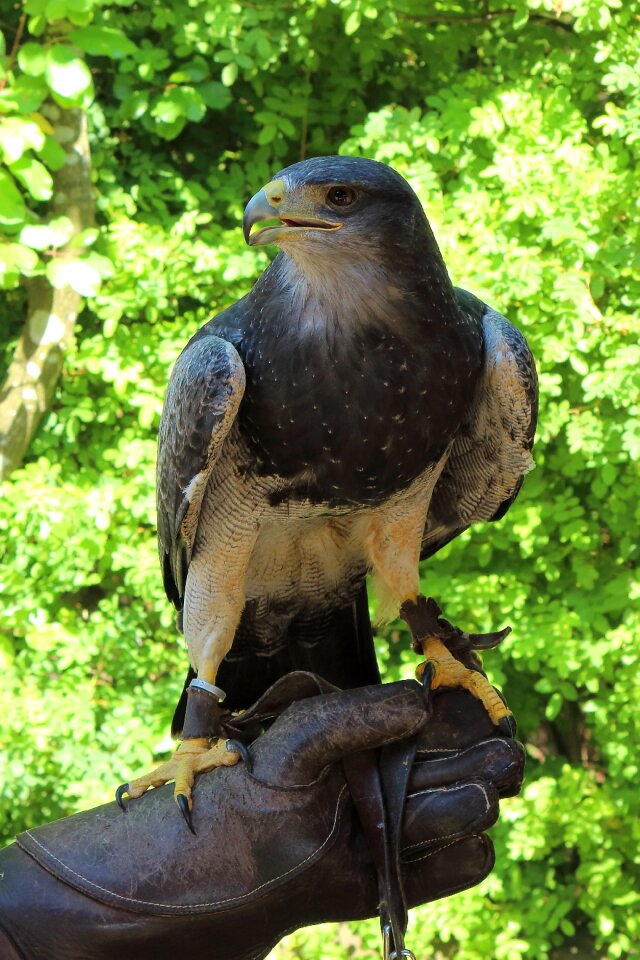 Adler bird of prey birds