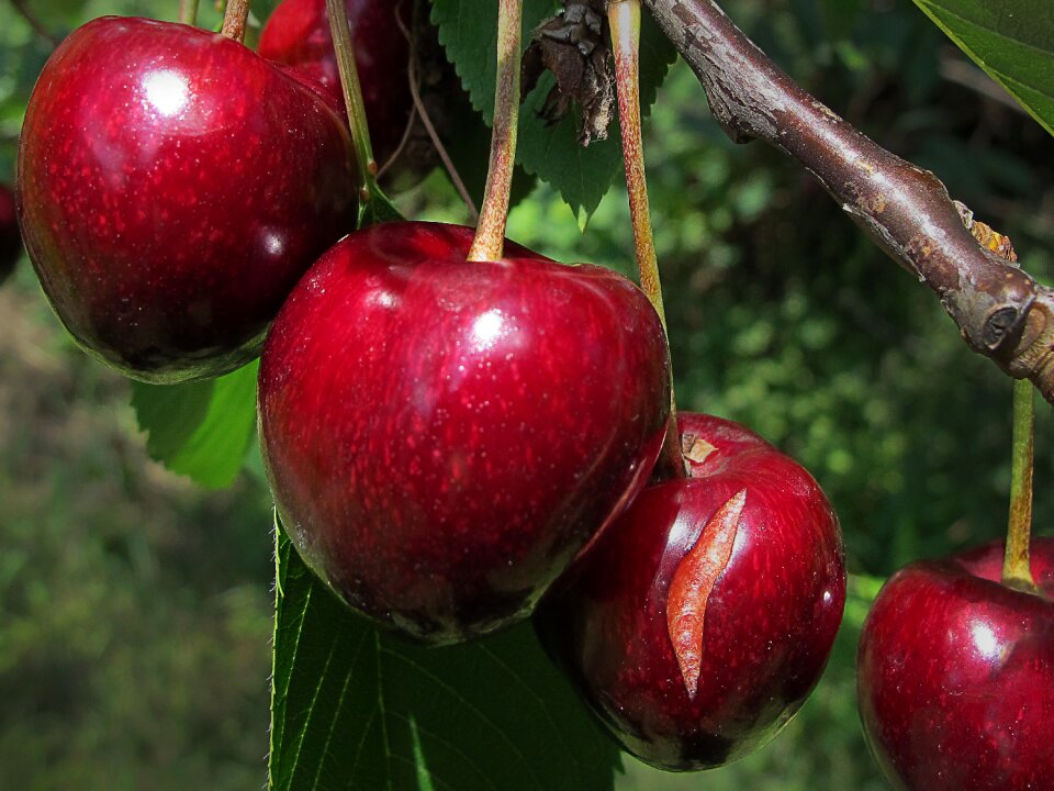 Cherry tree fruit stone fruit