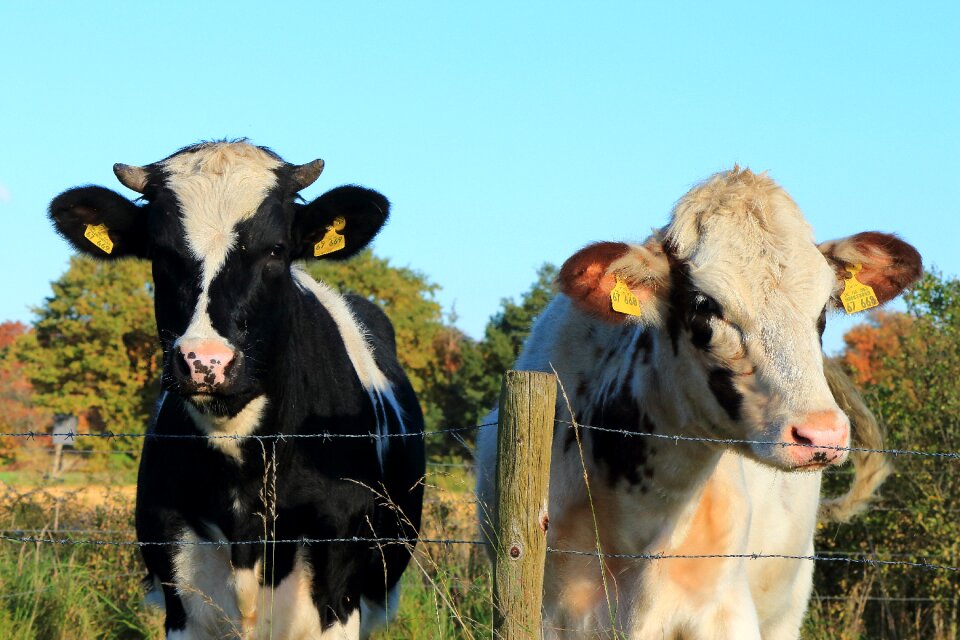 Cattle farmer meadow