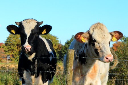 Cattle farmer meadow