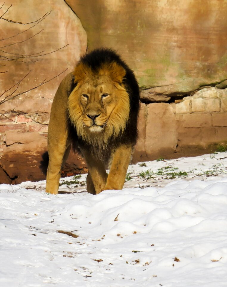 Male zoo nuremberg