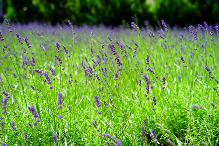 Purple wild plant wildblue photo
