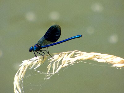 Nature insect green
