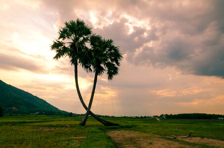 Coconut tree sky clouds photo