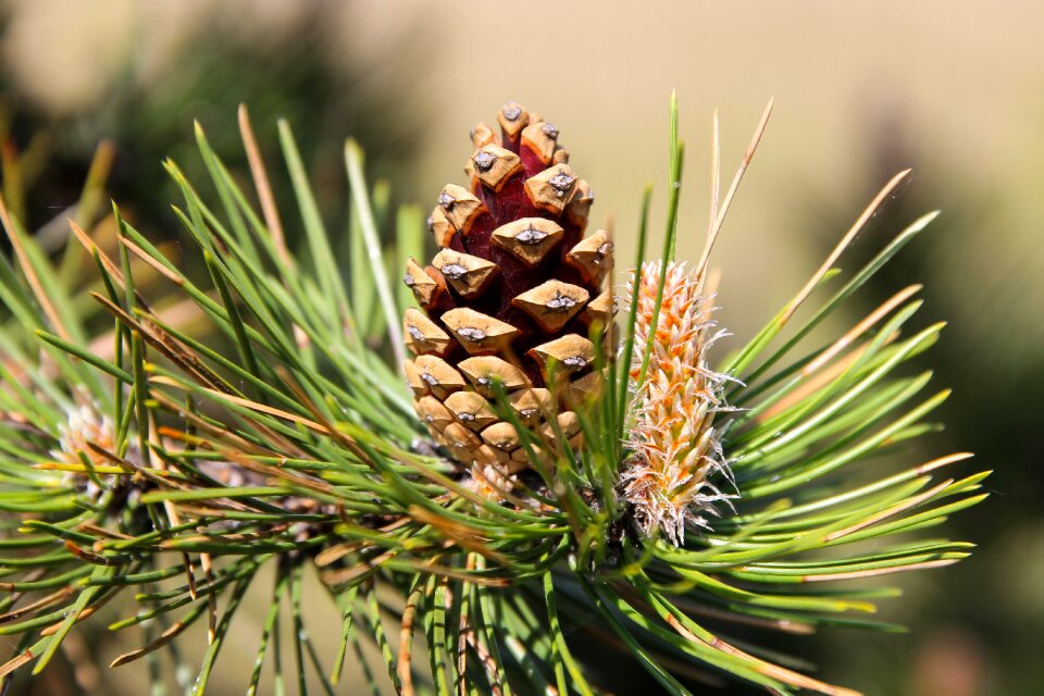 Evergreen pine needles plant