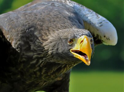 Bird beak hunter photo