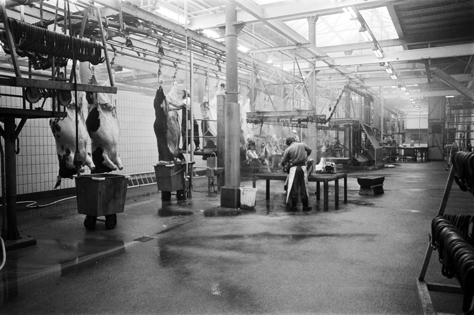De slachtafdeling van het abattoir, Bestanddeelnr 928-9935