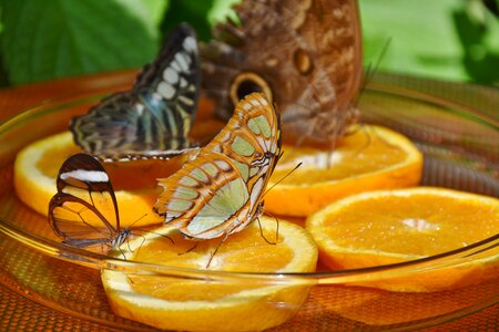 The butterfly house orange wing