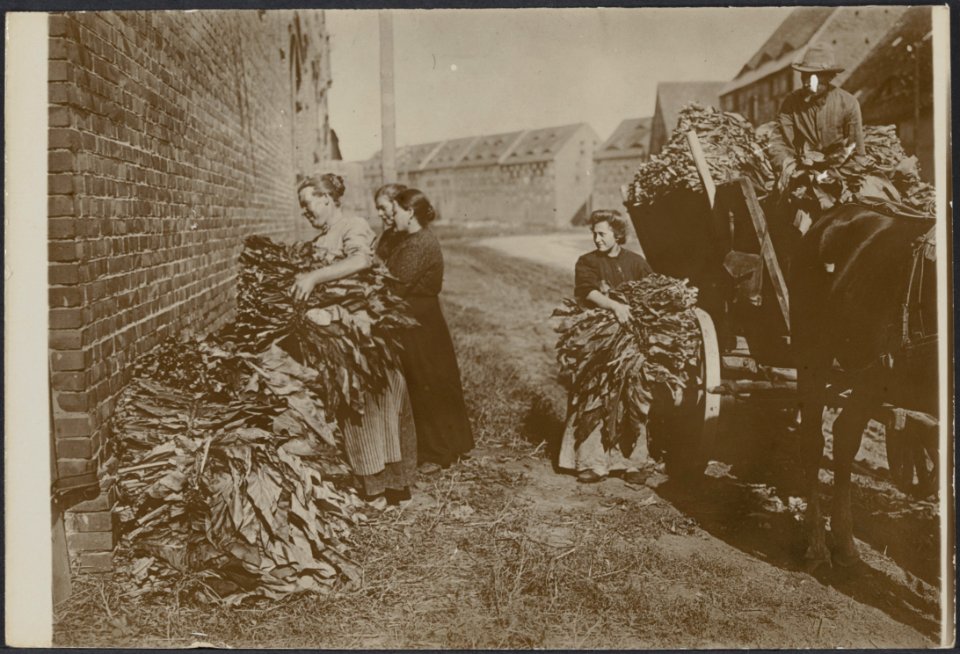 De tabak wordt naar de droogschuren gebracht. Vrouwen laden de tabak over., Bestanddeelnr 158-2230